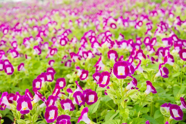 Torenia flowers — Stock Photo, Image