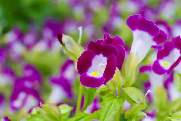 Torenia-Blüten — Stockfoto