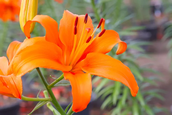 Orange lily — Stock Photo, Image