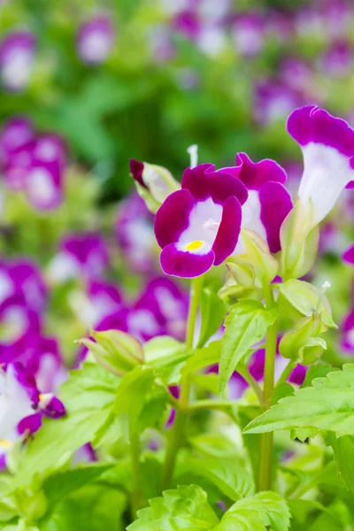 Torenia bloemen — Stockfoto