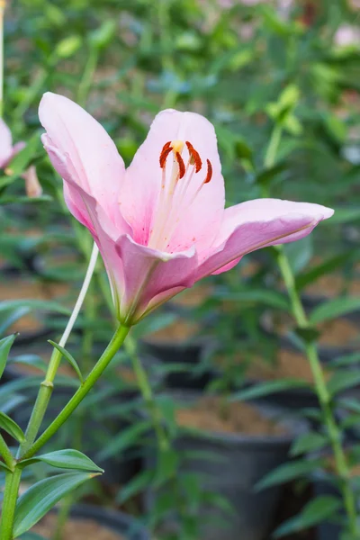 Pink lily — Stock Photo, Image