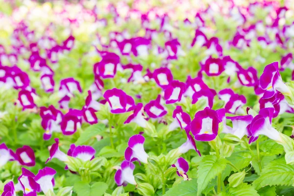 Torenia blommor — Stockfoto