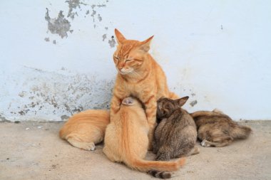 dört yavru kedi yavruları anne kedi besleme