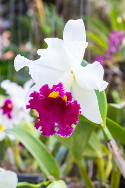 cattleya orkide