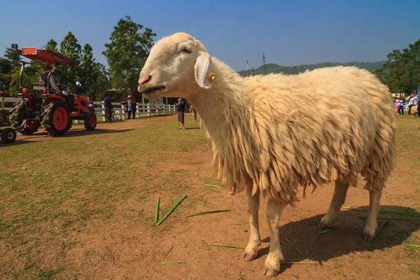 Moutons mangeant de l'herbe dans la ferme — Photo