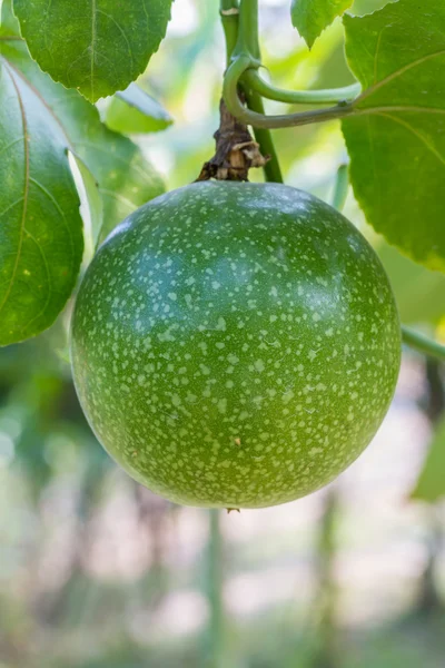 Passiflora foetida fruit — Stock Photo, Image