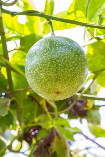 Fruta de la Passiflora foetida — Foto de Stock