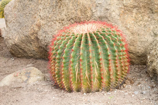 Palla d'oro cactus — Foto Stock