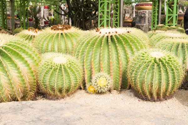 Zlatý míč kaktus — Stock fotografie