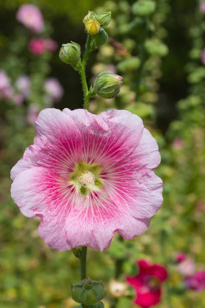 Hollyhock flower — Stock Photo, Image