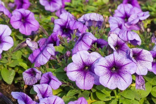 Petunia bloemen — Stockfoto