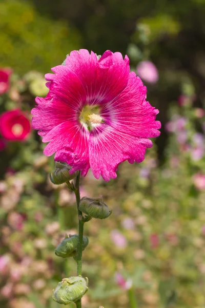 Gülhatmi çiçeği — Stok fotoğraf