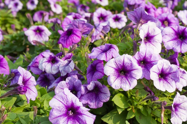 Petunia flowers — Stock Photo, Image