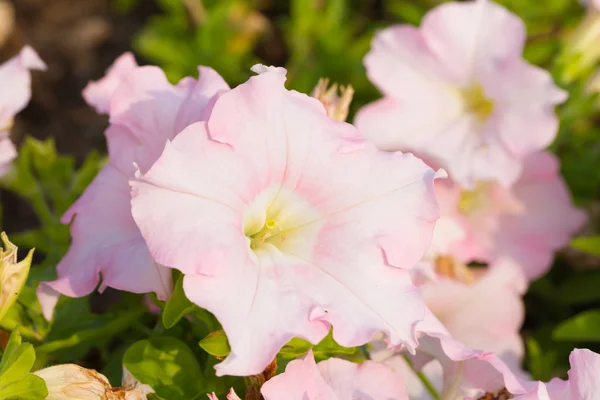 Petunia blommor — Stockfoto