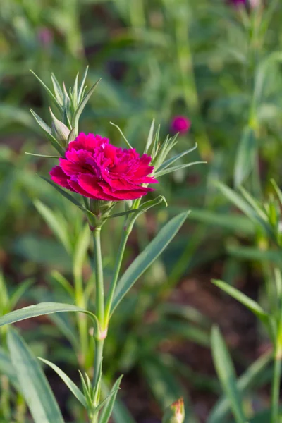 Carnation — Stock Photo, Image