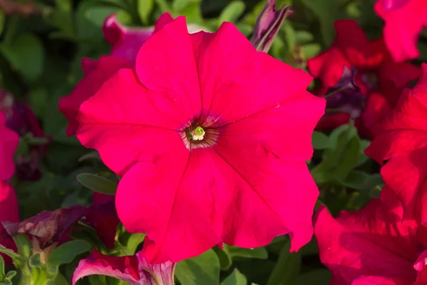 Fiori di petunia — Foto Stock