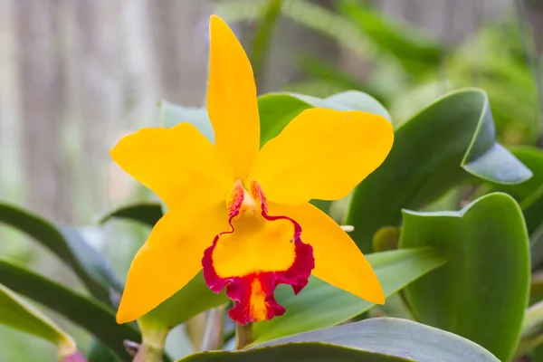 Gelbe Cattleya-Orchideen — Stockfoto
