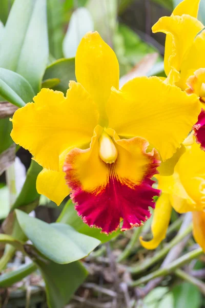 Orquídeas amarelas de Cattleya — Fotografia de Stock