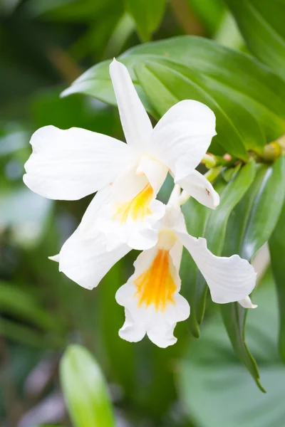 Fiori forestali o Dendrobium formosum — Foto Stock