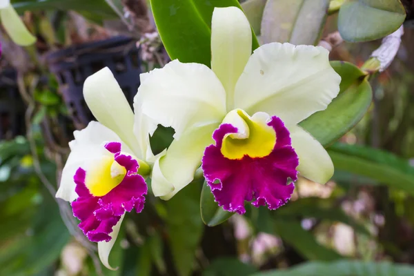 Orchidee di Cattleya — Foto Stock