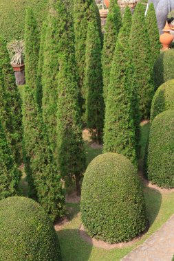 güzel süs bitkileri ağaç