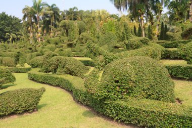 güzel süs bitkileri ağaç