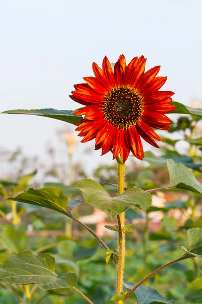 Red Sunflower, Helianthus annus — Stock Photo, Image