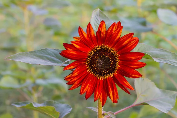Rote Sonnenblume, helianthus annus — Stockfoto