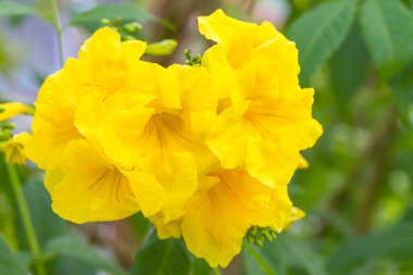 tecoma stans veya sarı trumpetbush