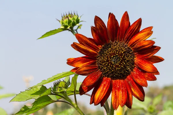 Red sunflower — Stock Photo, Image