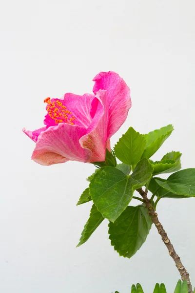 Pink hibiscus Flower — Stock Photo, Image