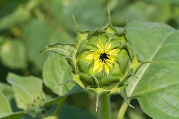 Sunflower bud — Stock Photo, Image