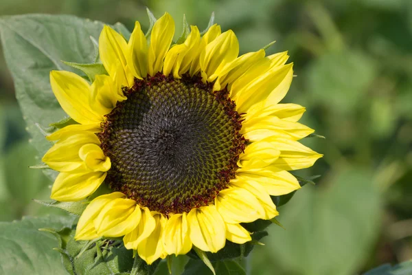 Sunflower — Stock Photo, Image