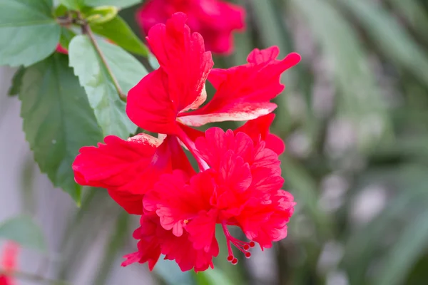 Hibiscus schizopetalus eller Coral Hibiscus – stockfoto