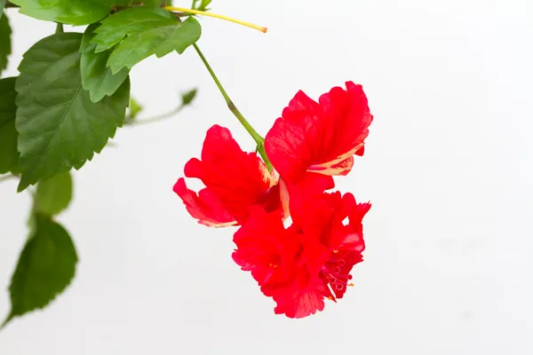 Hibiscus schizopetalus or Coral Hibiscus — Stock Photo, Image
