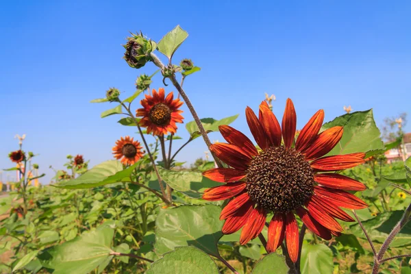 Red sunflower farm — Stock Photo, Image