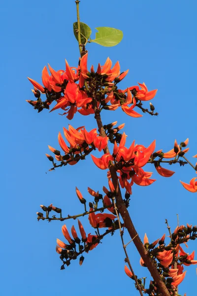 Flor de teca bastardo, Llama del bosque — Foto de Stock