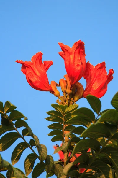 African tulip tree — Stock Photo, Image