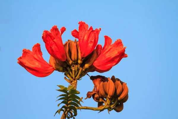 African tulip tree — Stock Photo, Image