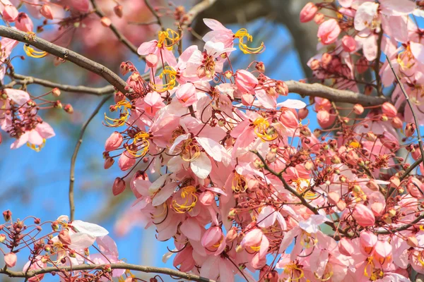 Desejando árvore, chuveiro rosa ou flor de caranguejo cassia bakeriana — Fotografia de Stock