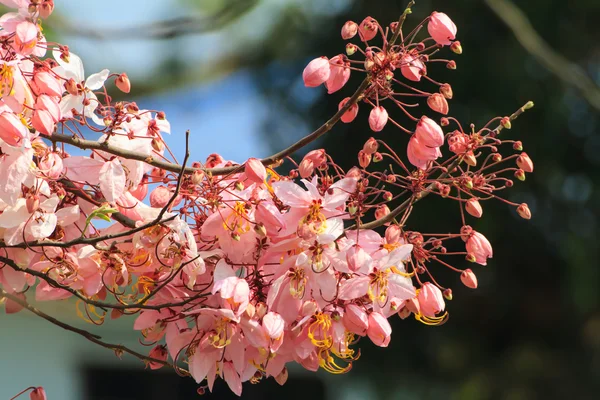 Desejando árvore, chuveiro rosa ou flor de caranguejo cassia bakeriana — Fotografia de Stock