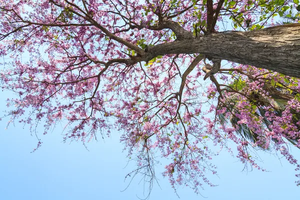 Lagerstroemia floribunda fiore — Foto Stock