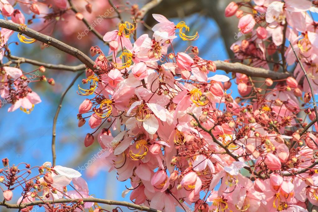 Wishing tree, pink shower or cassia bakeriana craib flower — Stock