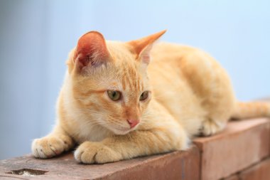 Yavru kedi
