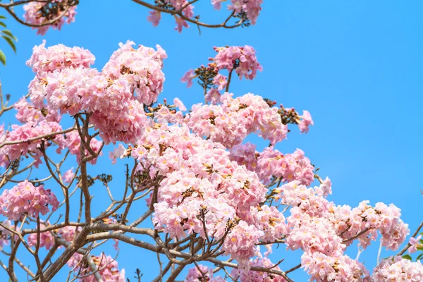 Flor de trompete rosa e céu azul — Fotografia de Stock