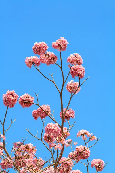 गुलाबी तुरही फूल और नीला आकाश — स्टॉक फ़ोटो, इमेज