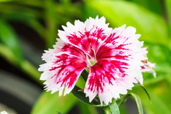 Indian pink or China pink flower — Stock Photo, Image