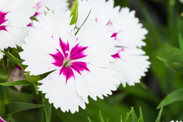 Indiska rosa eller Kina rosa blomma — Stockfoto