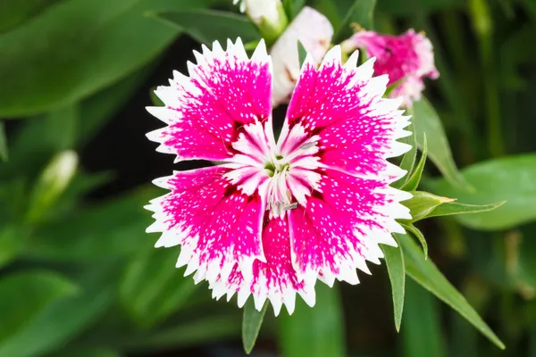 Indian pink or China pink flower — Stock Photo, Image