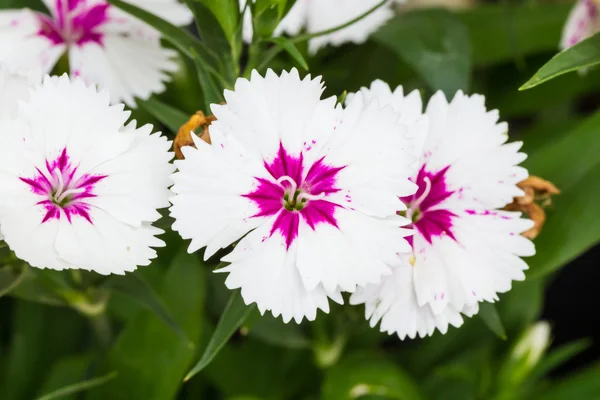 Fiore rosa indiano o rosa cinese — Foto Stock